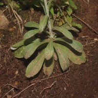 Gamochaeta pensylvanica (Willd.) Cabrera